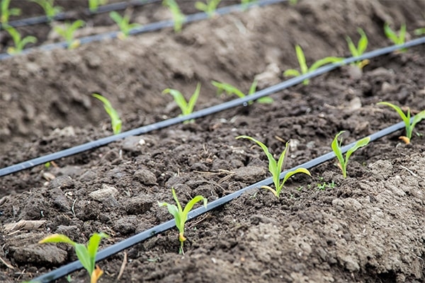Drip Application / Fertigation